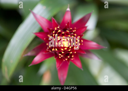 Bromeliaceae Guzmanie Conifera Blütenkopf hautnah Stockfoto