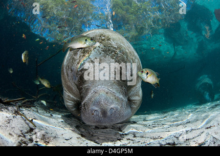 Vom Aussterben bedrohten Florida Manati, Trichechus Manatus Latirostris, bei drei-Schwestern-Frühling in Crystal River, Florida, USA. Stockfoto