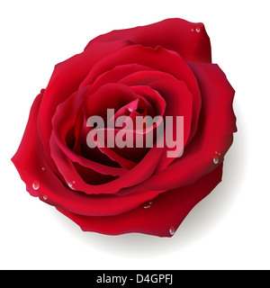 Abbildung isoliert Blume die rote rose auf weißem Hintergrund Stockfoto