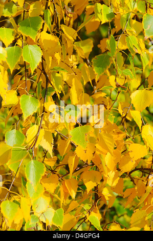 Birkenlaub im Hernst - birch leaves in fall 01 Stockfoto