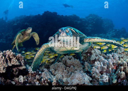 Drei Bilder wurden für diese Aufnahme der grünen Meeresschildkröten, Chelonia Mydas, eine bedrohte Art kombiniert. Hawaii. Stockfoto