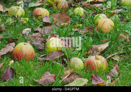 Zeigt - Geldsegen 03 Stockfoto