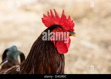 Huhn Hahn Rhode Island Red Stockfoto