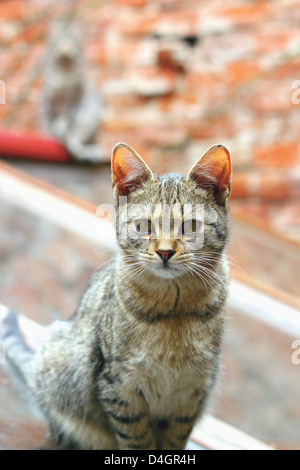 Porträt einer gestreiften Katze schaut in die Kamera, eine andere Katze im unscharfen Hintergrund Stockfoto