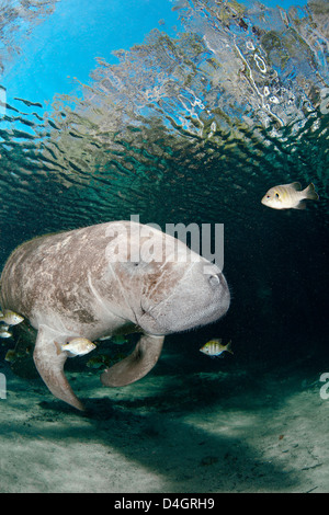 Vom Aussterben bedrohten Florida Manati, Trichechus Manatus Latirostris, bei drei-Schwestern-Frühling in Crystal River, Florida, USA. Stockfoto