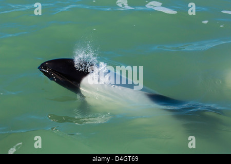 Erwachsenen Commerson Delphin, Rio Deseado, Puerto Deseado, Santa Cruz, Patagonien, Argentinien, Südamerika Stockfoto