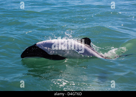 Erwachsenen Commerson Delphin, Rio Deseado, Puerto Deseado, Santa Cruz, Patagonien, Argentinien, Südamerika Stockfoto