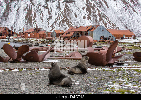 Antarktische Seebär unter den Überresten der verlassenen Stromness Walfang-Station, South Georgia Island, Polarregionen Stockfoto