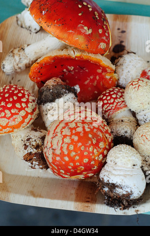 Fliegen Sie Amanita Pilze, Amanita Muscaria Stockfoto