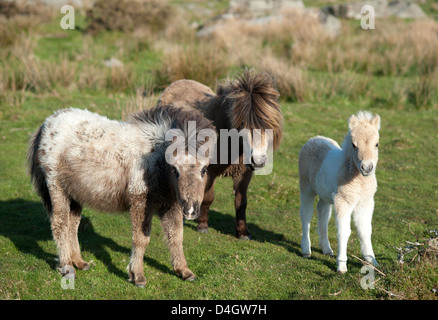 Ponys und Fohlen auf Dartmoor, Devon, England, UK Stockfoto