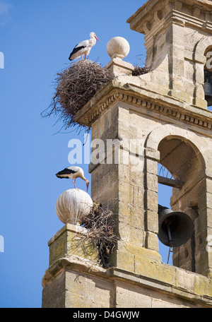 Zwei europäische Weißstörche und ihre Nester auf einem Kloster Glockenturm, vor blauem Himmel, Santo Domingo, La Rioja, Spanien Stockfoto