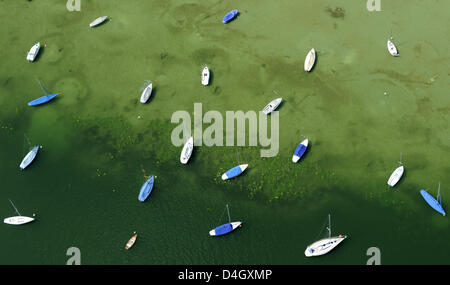 Segeln Boote liegen am Ufer des grün gefärbten See Ammersee, in der Nähe von Utting, Deutschland, 16. Juli 2008. Die Boote gehören zu den Augsburg Yachting Club, einer der ältesten Segelclubs am Ammersee. Foto: Peter Kneffel Stockfoto