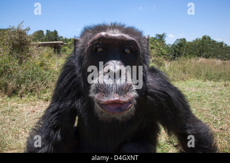 Verwaiste oder misshandelte Schimpansen im Sweetwaters Chimpanzee Sanctuary, Ol Pejeta Conservancy, Laikipia, Kenia Stockfoto