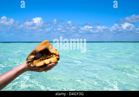 Strand Muschel von Händen an einem tropischen Ort gehalten Stockfoto