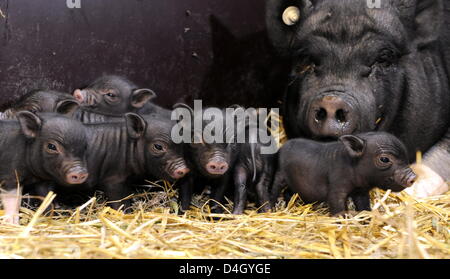 Sieben kleine vietnamesische dickbäuchige Schweine sind mit ihrer Mutter im Zoo in Hannover, Deutschland, 18. Juli 2008 abgebildet. Die sieben Baby-Schweine sind pechschwarz, ein genaues Abbild der Mutter Walburga und Vater Muck, mit Ausnahme von ein paar Flecken von weiß auf Pfoten und Bauch. Die vietnamesische Hängebauchschweine sind tagaktiv und Essen Grass, Wurzeln, Zwiebeln und Knollen. Foto: Jochen Luebke Stockfoto