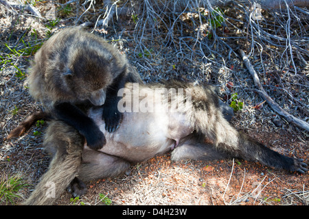 Papio Ursinus oder "Cape" Chacma Paviane am Kap Punkt - Western Cape - Süd Afrika Stockfoto