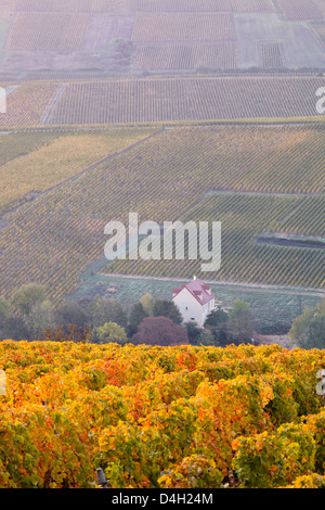 Die Weinberge von Sancerre drapiert in herbstlichen Farben, Cher, Centre, Frankreich Stockfoto