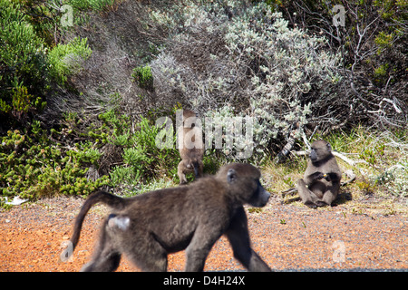 Papio Ursinus oder "Cape" Chacma Paviane am Kap Punkt - Western Cape - Süd Afrika Stockfoto
