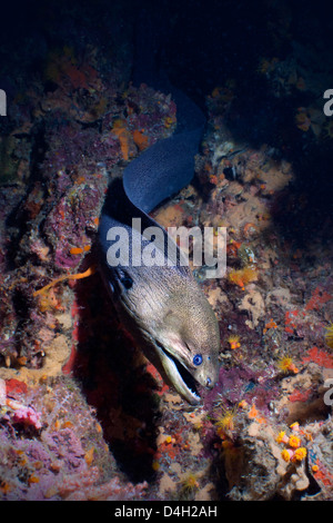 Riesen Muräne (Gymnothorax Javanicus), Süd-Thailand, Andamanen See, Indischer Ozean Stockfoto