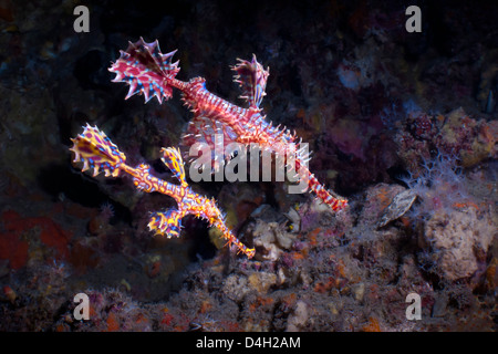 Harlekin Geisterpfeifenfische (Solenostomus Paradoxus), Süd-Thailand, Andamanen See, Indischer Ozean Stockfoto