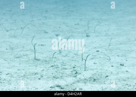 Spotted Eel Garden (Heteroconger Hassi), Südthailand, Andamanensee, Indischer Ozean Stockfoto