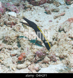 Blue Ribbon Eel (Rhinomuraena Quaesita) Juvenile, Südthailand, Andaman Meer, Indischer Ozean Stockfoto