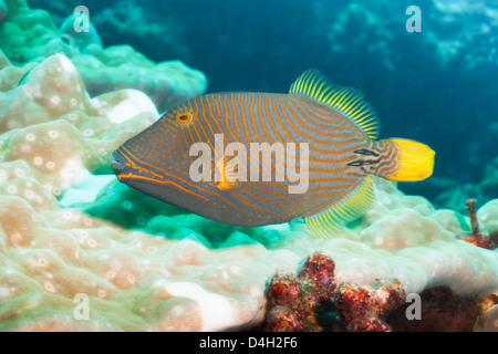 Orange gefüttert Drückerfisch (Balistapus Undulatus), Süd-Thailand, Andaman Meer, Indischer Ozean Stockfoto