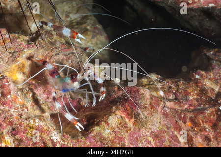 Banded Boxer Garnelen (Stenopus Tenuirostris), Süd-Thailand, Andamanen See, Indischer Ozean Stockfoto