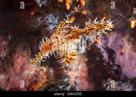 Harlekin-Geisterpfeifenfische (Solenostomus Paradoxus), Süd-Thailand, Andamanen See, Indischer Ozean, Südostasien Stockfoto