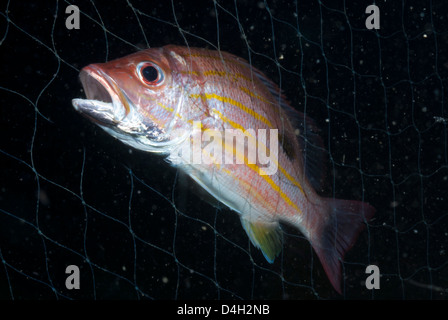Gestreifte Schnapper (Lutjanus) gefangen im Fischernetz, Südthailand, Andaman Meer, Indischer Ozean, Südostasien Stockfoto