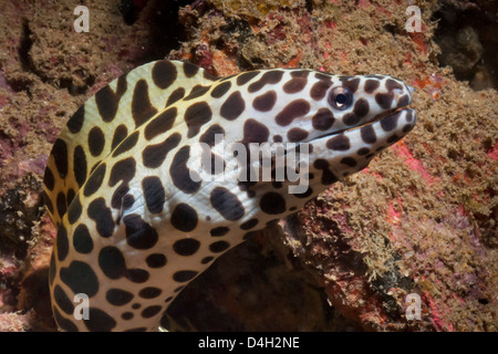 Spotted Muräne (Gymnothorax Isingteena), SouthernThailand, Andaman Meer, Indischer Ozean, Südostasien Stockfoto