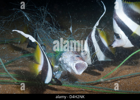 Maurische Idol (Zanclus Ccornutus) gefangen im Fischernetz, Südthailand, Andaman Meer, Indischer Ozean, Südostasien Stockfoto