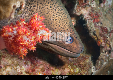 Riesen Muräne (Gymnothorax Javanicus), Süd-Thailand, Andamanen See, Indischer Ozean, Südostasien Stockfoto