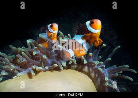 Westlichen Clown Anemonenfischen und Seeanemonen, Südthailand, Andaman Meer, Indischer Ozean, Südostasien Stockfoto