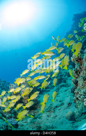 Mittlere Untiefe oder in der Schule blau gestreiften Snapper in der Nähe von Coral Reef, Naama Bay, Sinai, Ägypten, Rotes Meer, Ägypten, Nordafrika Stockfoto