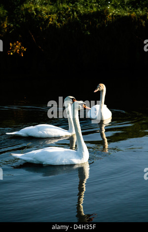 Eine Familie von Höckerschwäne (Cygnus Olor) am Fluss Mark, Breda, Nordbrabant, Niederlande (Holland) Stockfoto