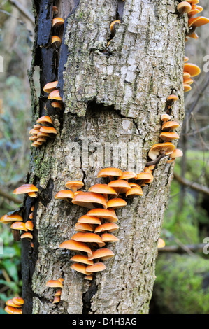 Grünblättriger Sublateritium Ziegel Kappe Fliegenpilze auf eine tote Ulme, Wales. Stockfoto