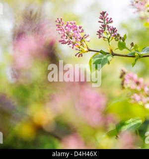 Gemeinsamen Flieder, Syringa Vulgaris, Åtvidaberg, Östergötland, Schweden, Europa Stockfoto