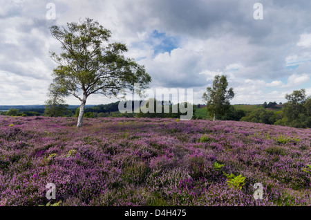 Lila Heidekraut blühen in Rockford Common im New Forest in Hampshire. Stockfoto