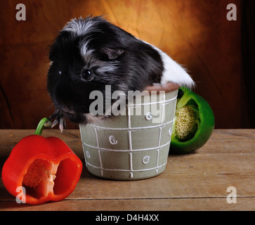 Haustier Meerschweinchen in Blumentopf mit Paprika Stockfoto