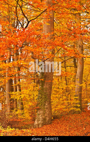 Herbstfarben in den Buchenwäldern in der Nähe von Turkdean in Cotswold, Gloucestershire, England, Großbritannien Stockfoto