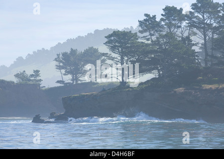 Kohle-Rutsche und Walfänger Cove, Point Lobos State Reserve, Monterey County, Kalifornien, an einem nebligen Morgen Stockfoto