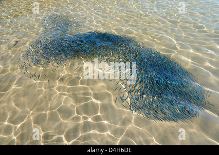 Verwirrt Schwarm junger Sardinen schwimmen in einer seichten Bucht gesehen von oben Wasser, Lesbos (Lesvos), griechische Inseln, Griechenland Stockfoto