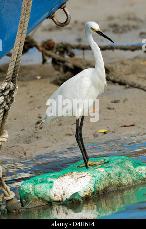 Seidenreiher (Egretta Garzetta) Scannen für Fische vom Ufer des Priel in der Nähe von Fischerbooten, Tamsui (Danshui), Taiwan Stockfoto