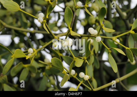 Beeren der Mistel (Viscum Album) auf weibliche Pflanze wächst in einem Apfelbaum, Somerset Levels, England, UK Stockfoto