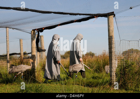 Eurasischen Krane aus Voliere unter Leitung von zwei Ersatz-Eltern auf den Somerset Levels, Somerset, England, UK Stockfoto