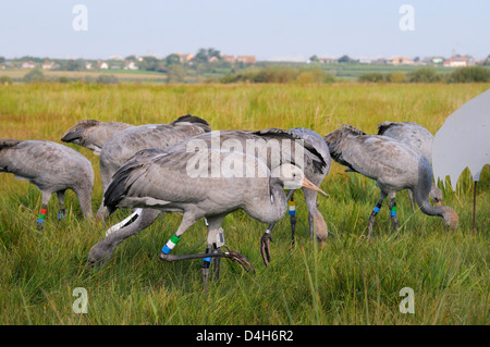 Wieder junge Kraniche auf Nahrungssuche für Getreide in der Nähe von einem Erwachsenen Kran Modell, Somerset, England, UK Stockfoto