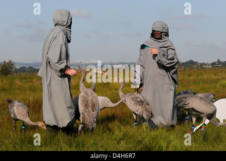 Wieder junge Kraniche picken an eine Leihmutter Eltern, Somerset, England, UK Stockfoto