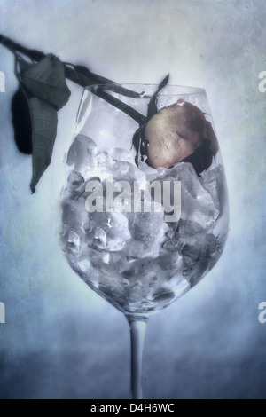 eine verwelkte Rose in ein Glas voller Eiswürfel Stockfoto