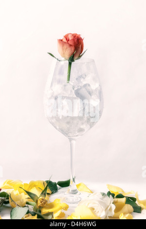 eine verwelkte Rose in ein Glas voller Eiswürfel Stockfoto